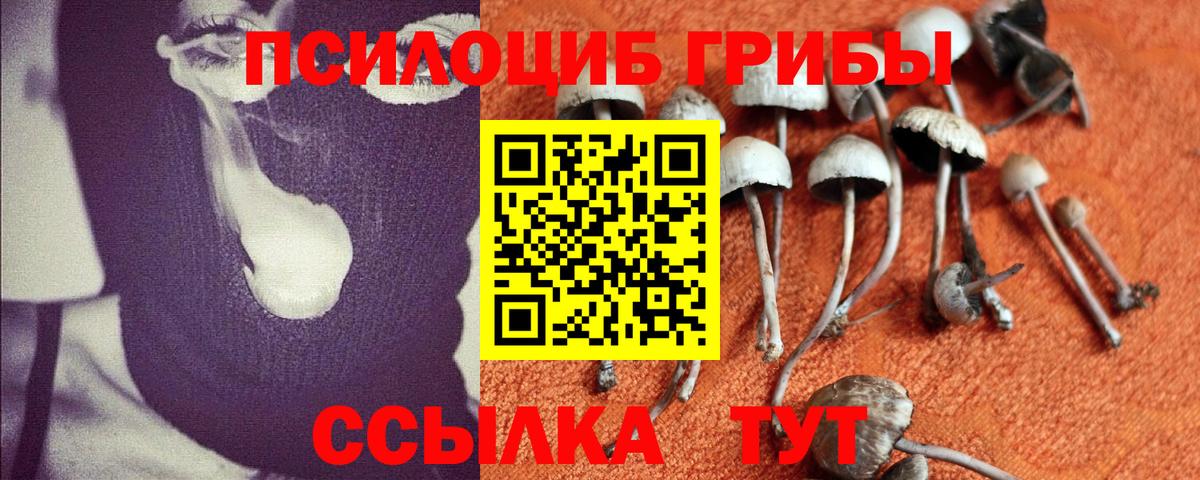 Галлюциногенные грибы Psilocybine cubensis Красногорск